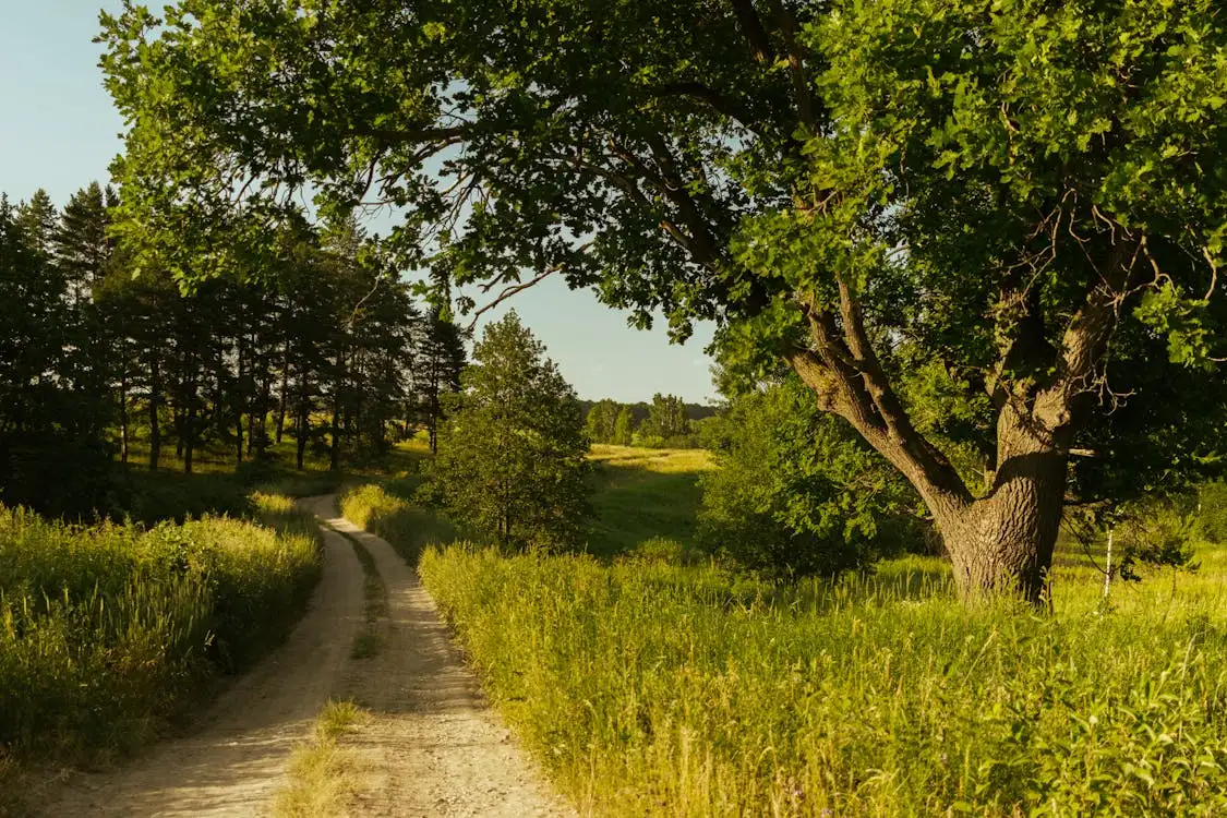 Rural land with access road through green fields